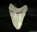 Facebook Contest Prize: / Megalodon Tooth #1179-2